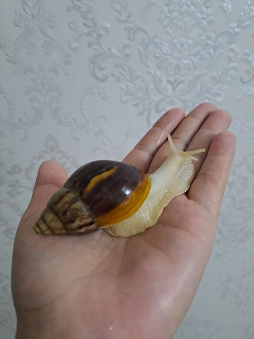 Ulitka kosmetologicheskiy