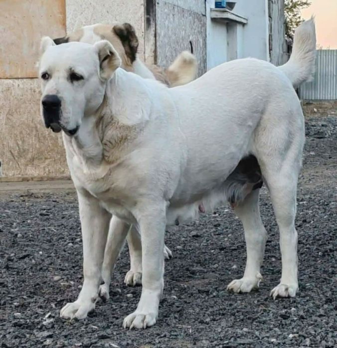 Ciobanesc de asia centrala