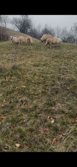 Oi țurcane de vanzare