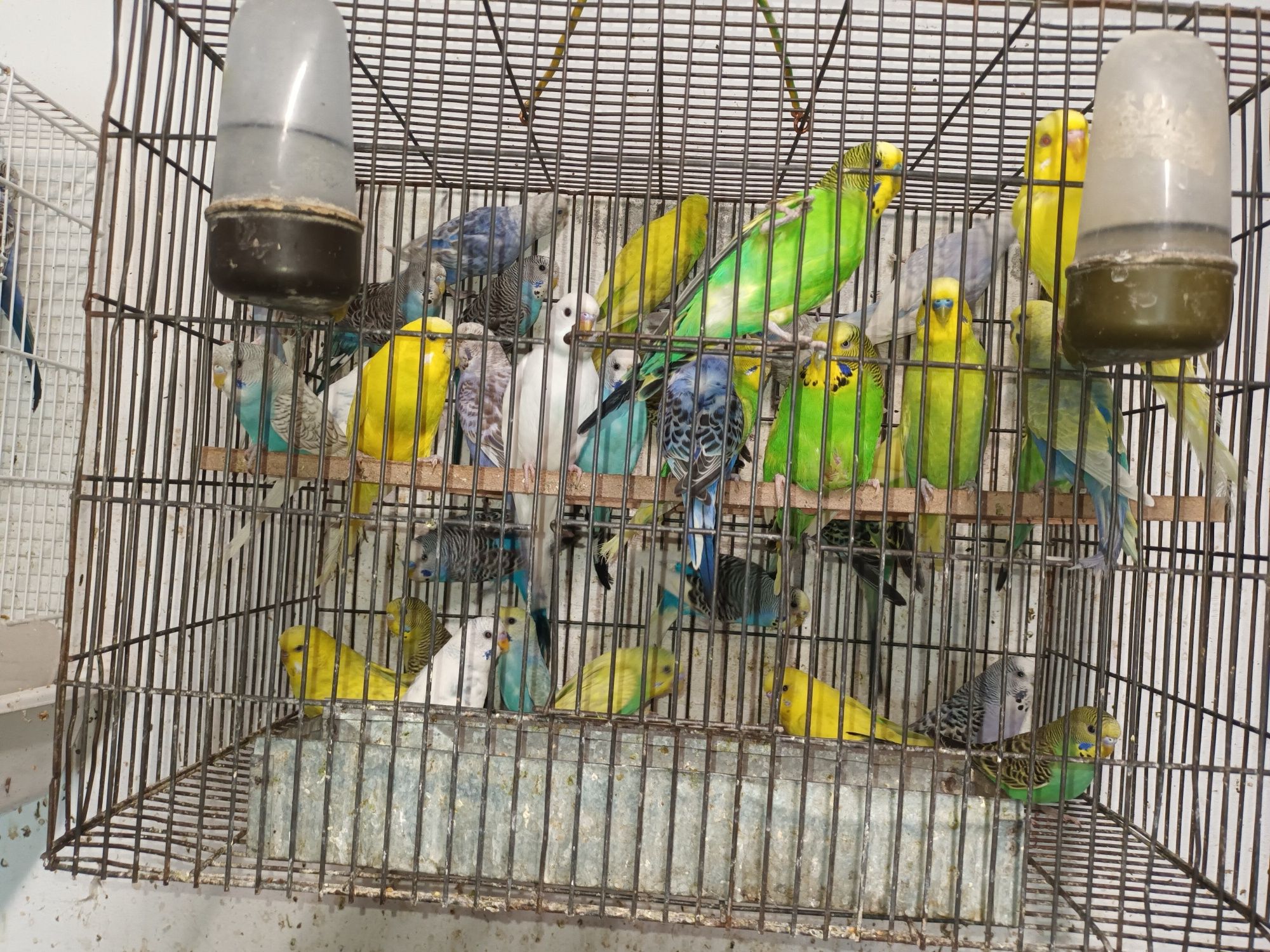 Vând   papagali peruși  pui și  adulți diferite culorisi colivii