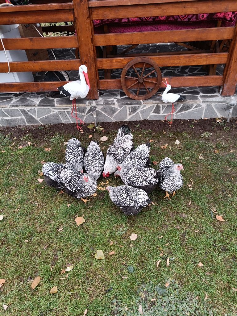 Ouă găini wyandotte argintiu localitatea Breaza județul Prahova 7 Ron
