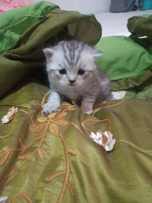 Мушукчалар сотилади!!!