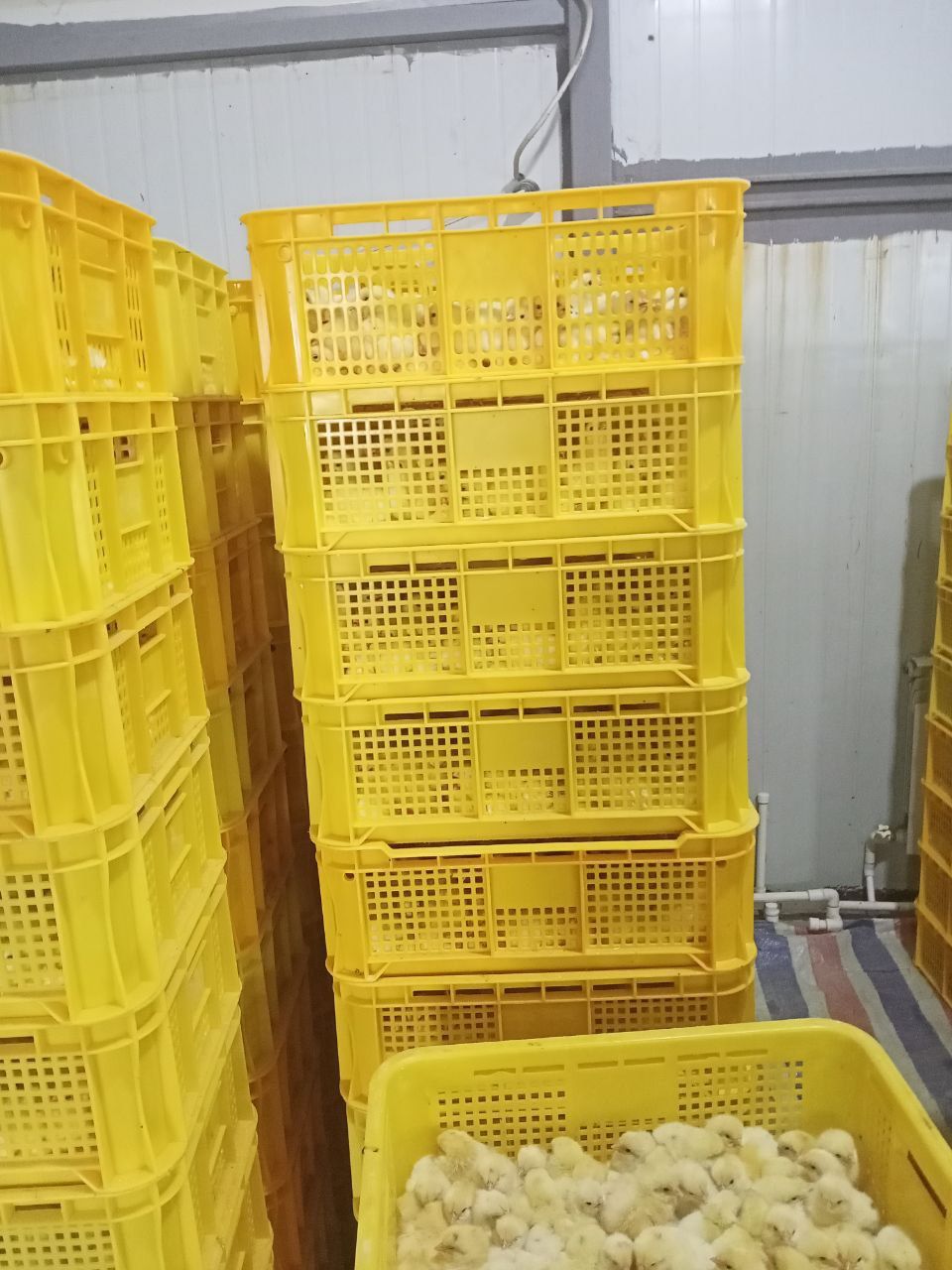 Joja 1000 sumdan optom 2000min donaga