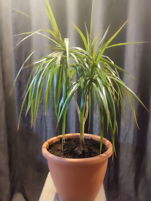 ДРАЦЕНА большая(более 7лет)