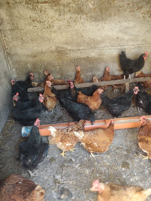 Vând găini de ouă