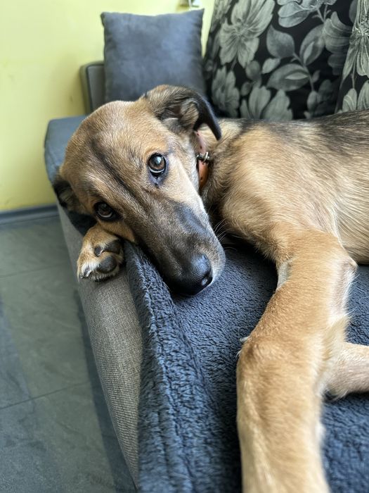 Даваме за осиновяване кученце на 6 месеца и половина