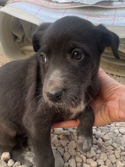 Щеночки в поисках семьи