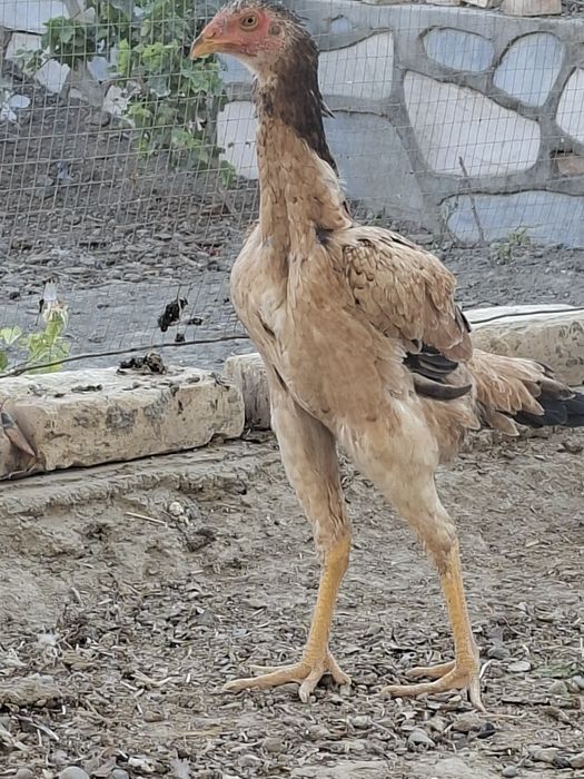 Mokiyon tovuqlar