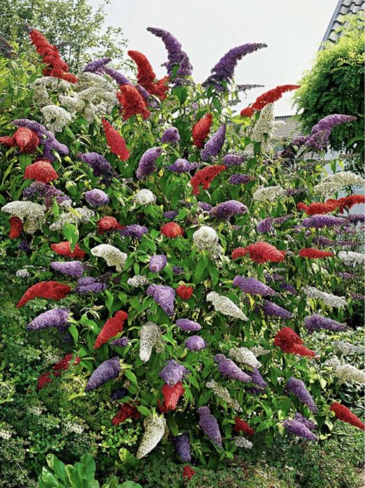 Liliac de vara in 3 culori