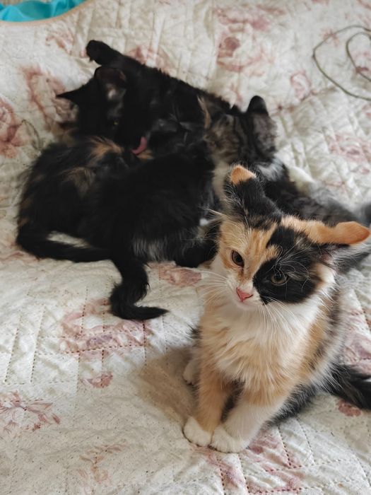 Отдаем котят в добрые руки