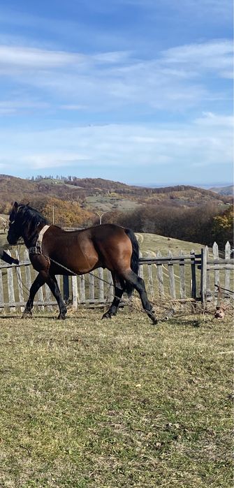 Vând armasar de 2 ani