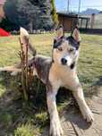 Donez catel Husky 5 ani