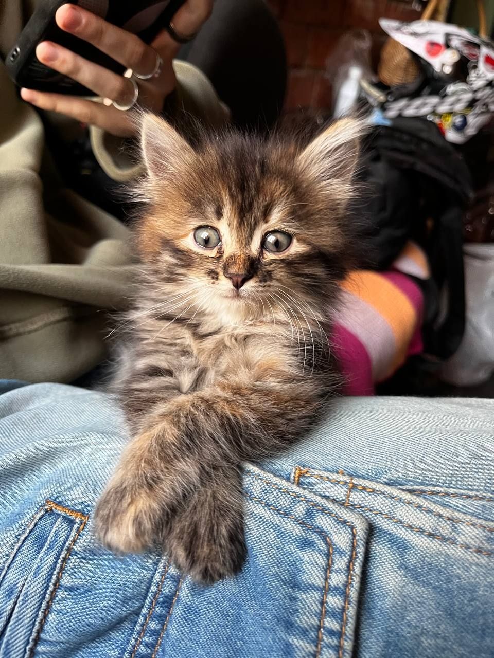 Отдаю котят бесплатно