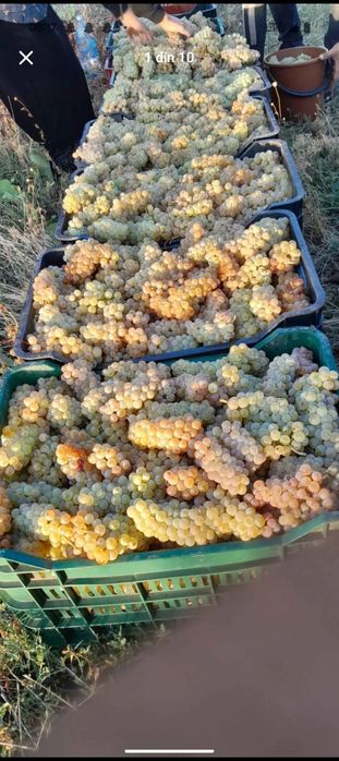 Producători ,vindem Struguri de vin producție 2025