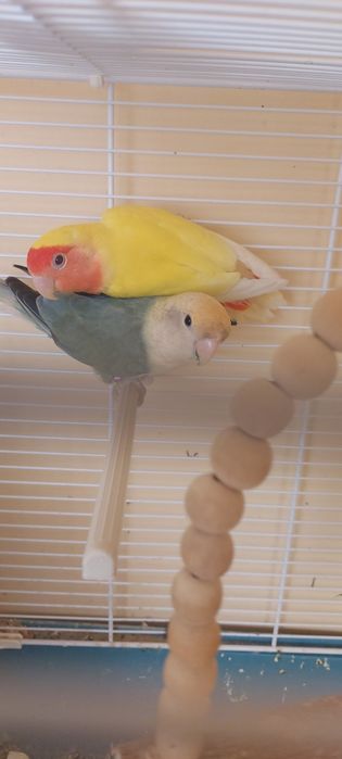 Pereche papagali agapornis