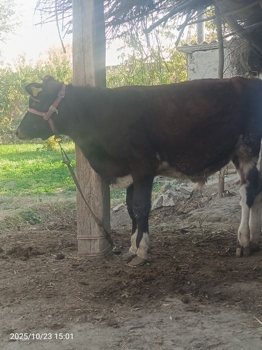 1 yoshar boqiladigan mol