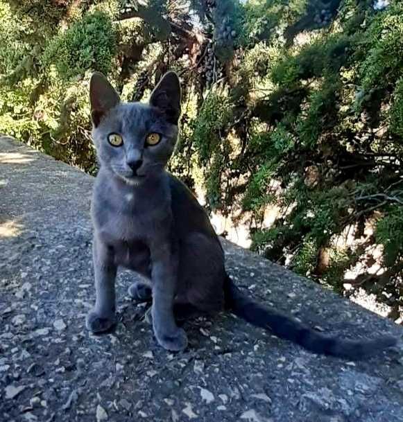 Сиво мъжко коте търси дом
