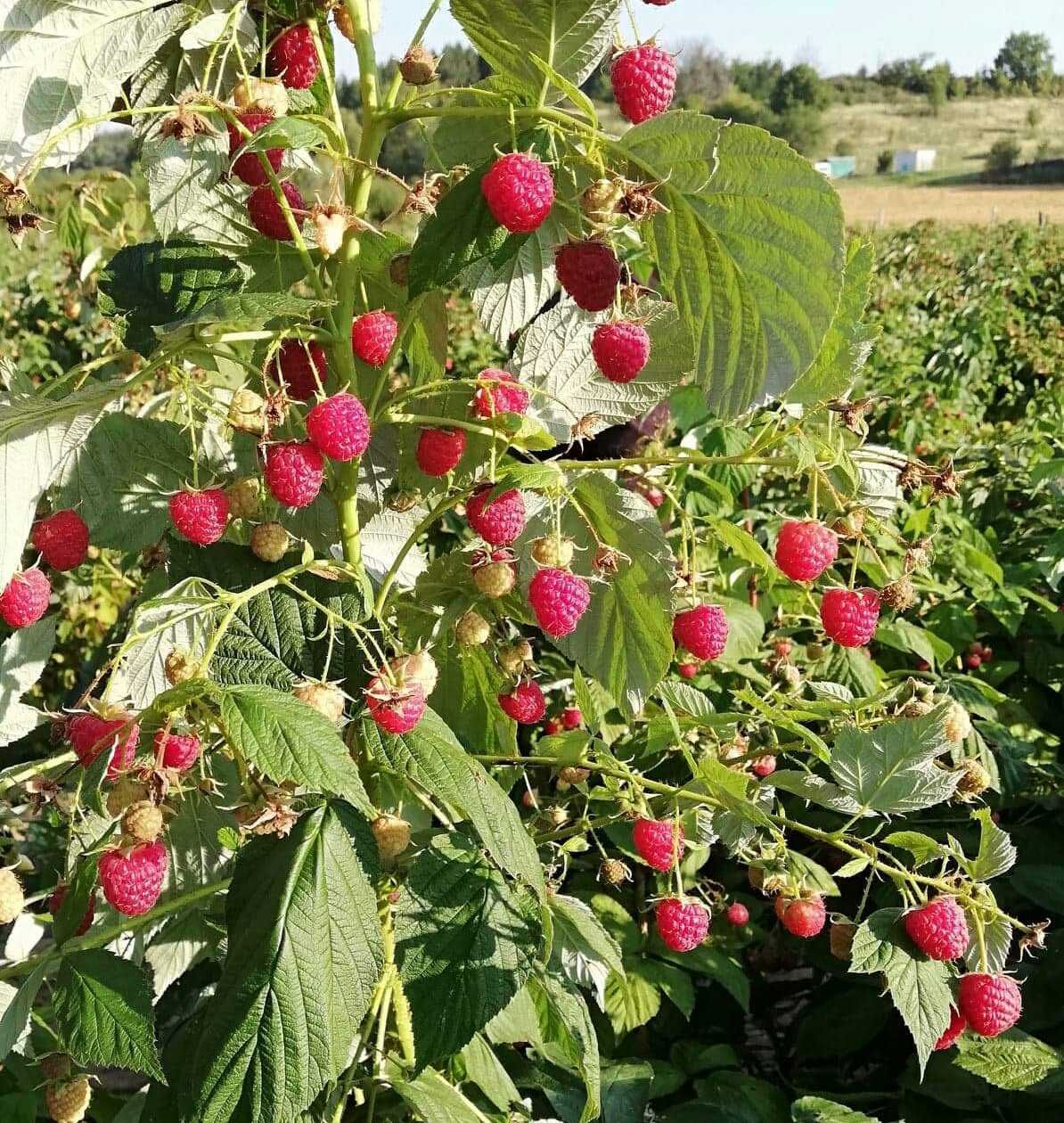 Продавам малини - с.Езерче