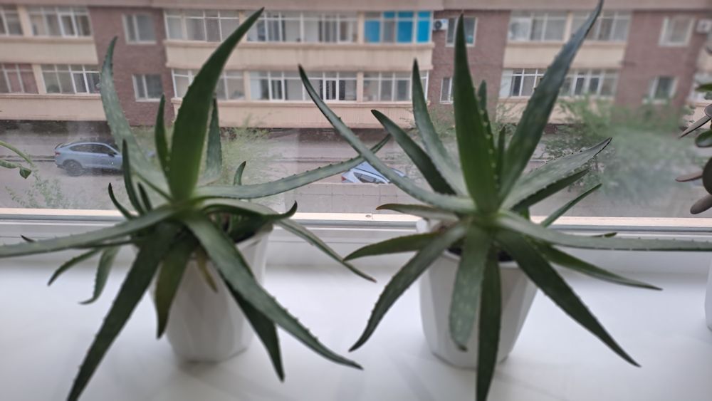 Продам лечебный, многолетний Алоэ