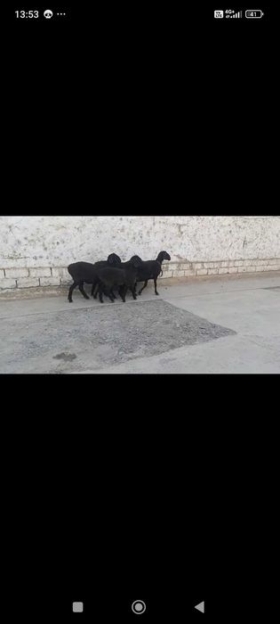 Куй кузилар 2талик тугадиган