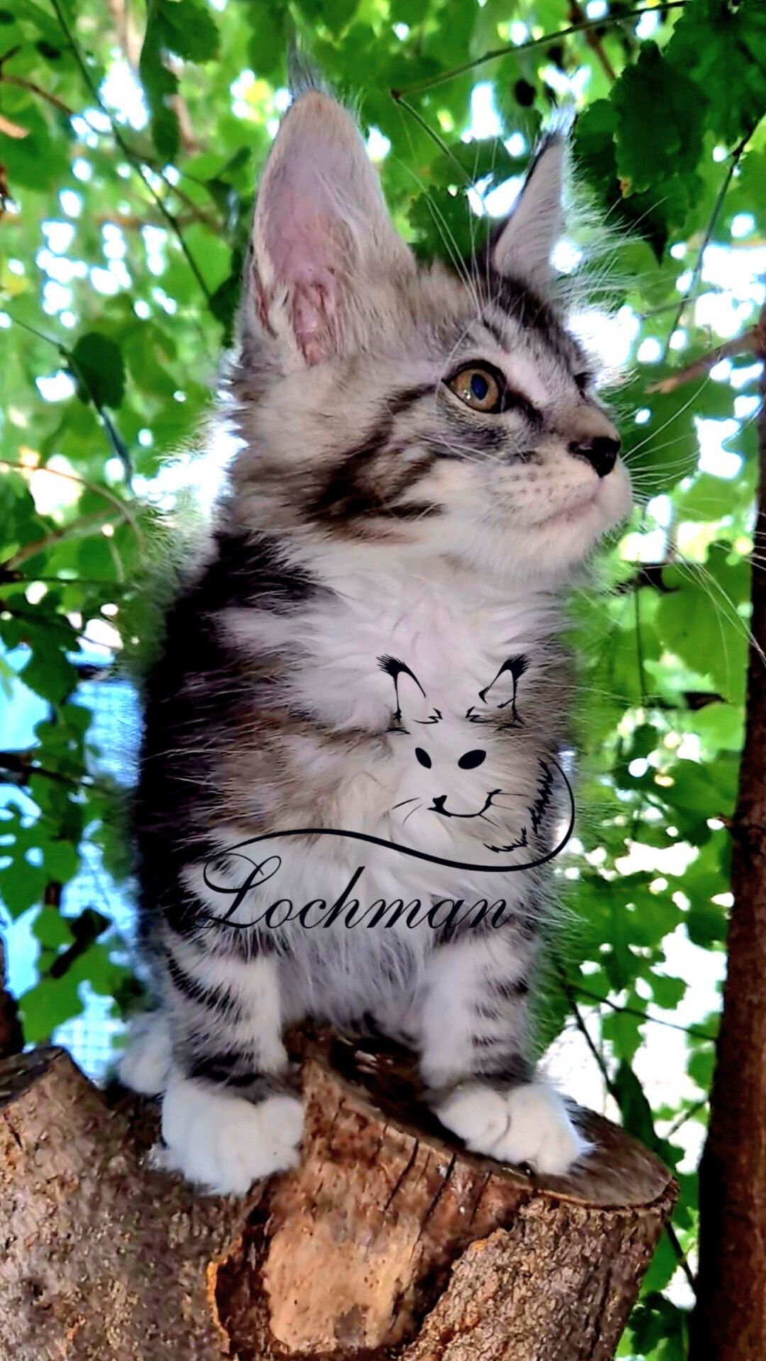 Мейнкун котята есть свободные