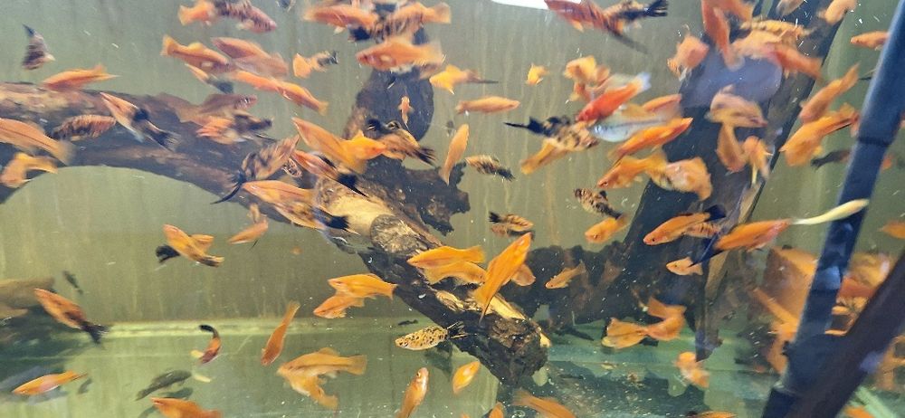 Pesti de acvariu. Scalari