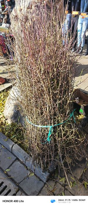 Сурвачки на едро