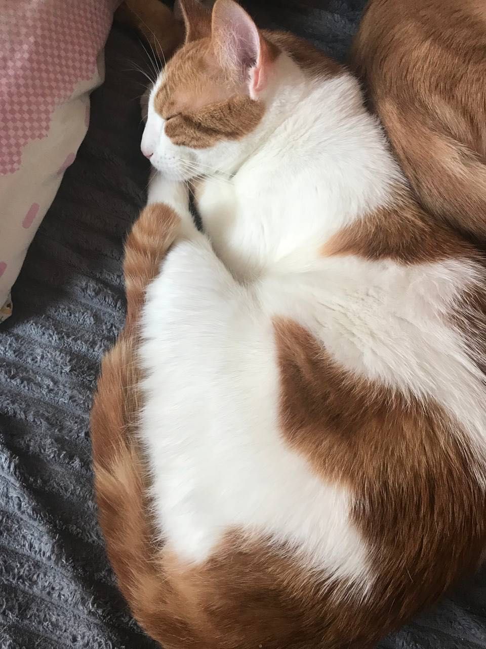 Кастрирани Котки