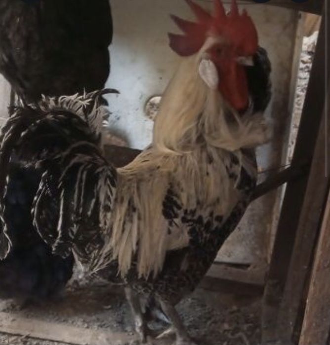 Brekkel xo’roz sotiladi