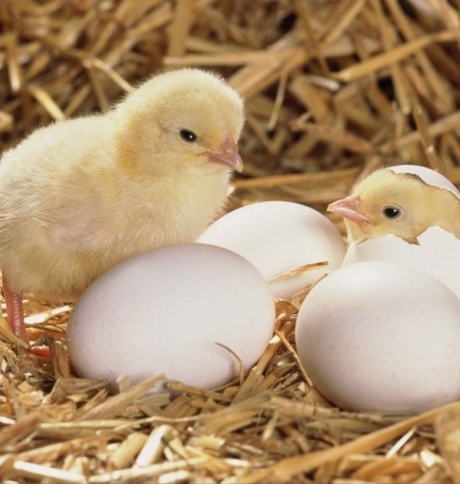 Цыплята бройлера суточные продам