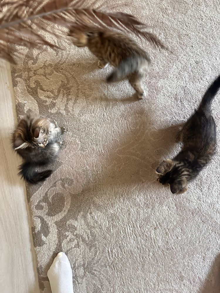 Котята, котики, лапочки