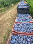 Vând prune ,producție proprie ,pentru țuică, pălincă (nu sunt pentru c