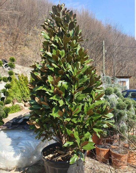 Pon pom, spirale, glob cu tija 3, arțar roşu/ Catalpa etc