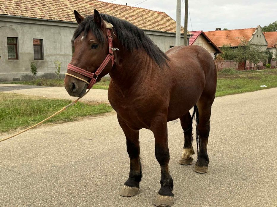 Vând armasar 4 ani 800kg