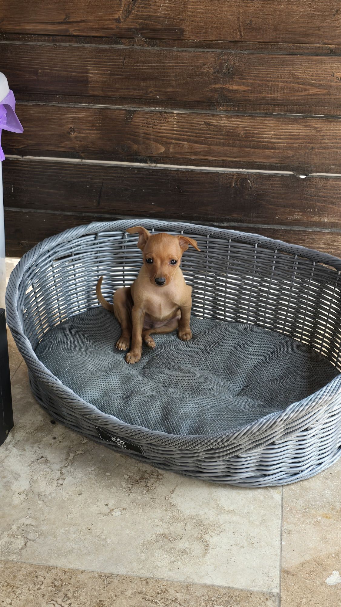 Mascul pinscher pitic maro