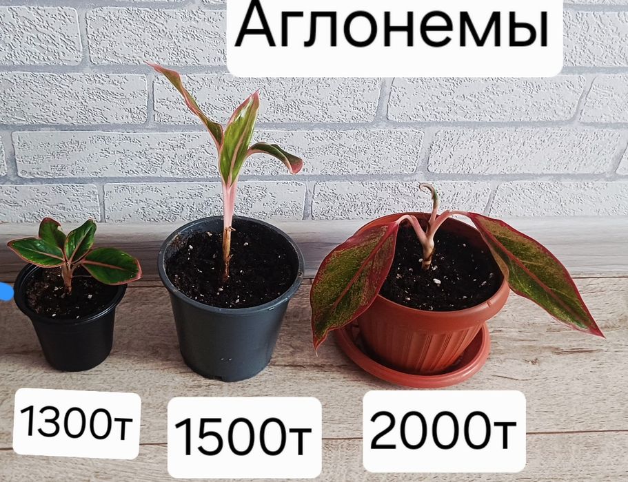 Разные виды комнатных цветов