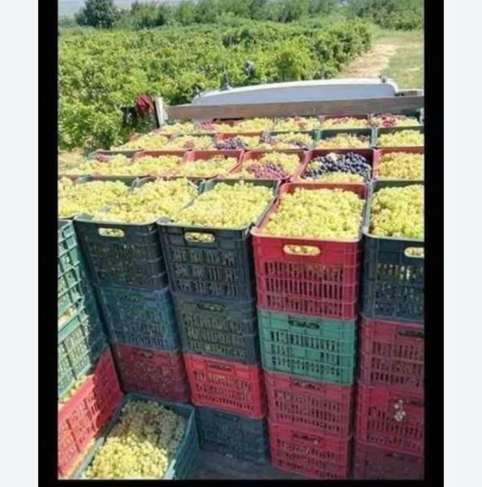 Strugurii de vin