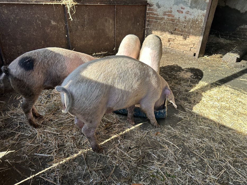 Хубави домашни прасета