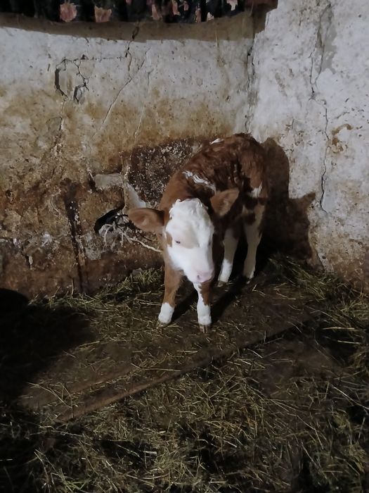 Vand jurinca cu vitea