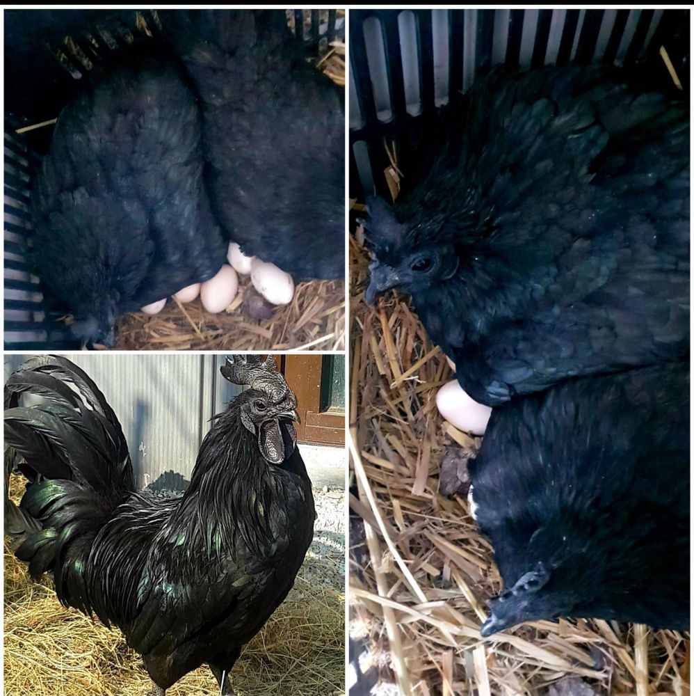 Ayam Cemani Rasa Pura, gaini total negre, oua de incubat