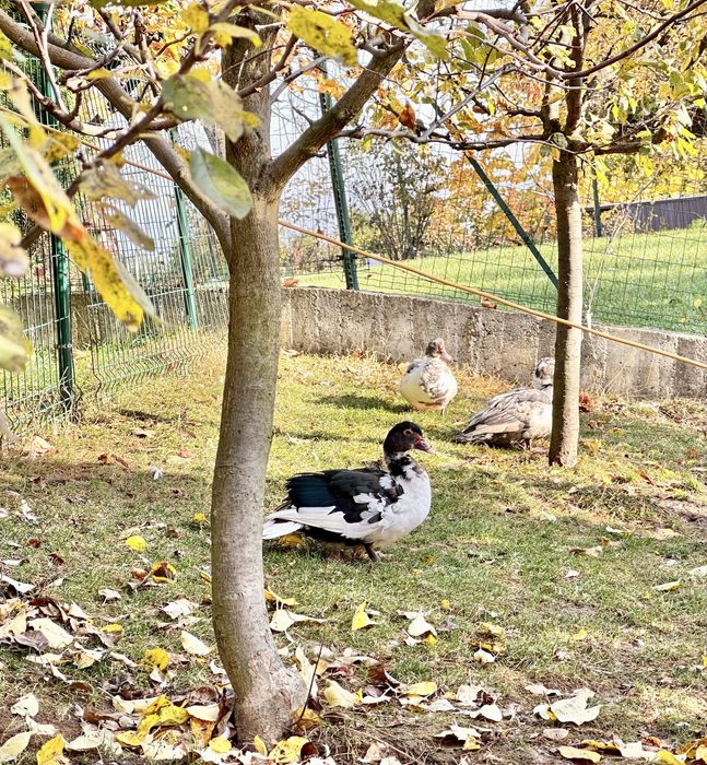 Vand rate mute (lesesti)