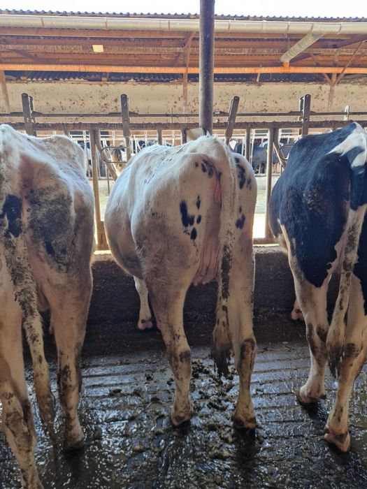 Vindem Tineret- Femele- Holstein, GESTANTE- 43 capete