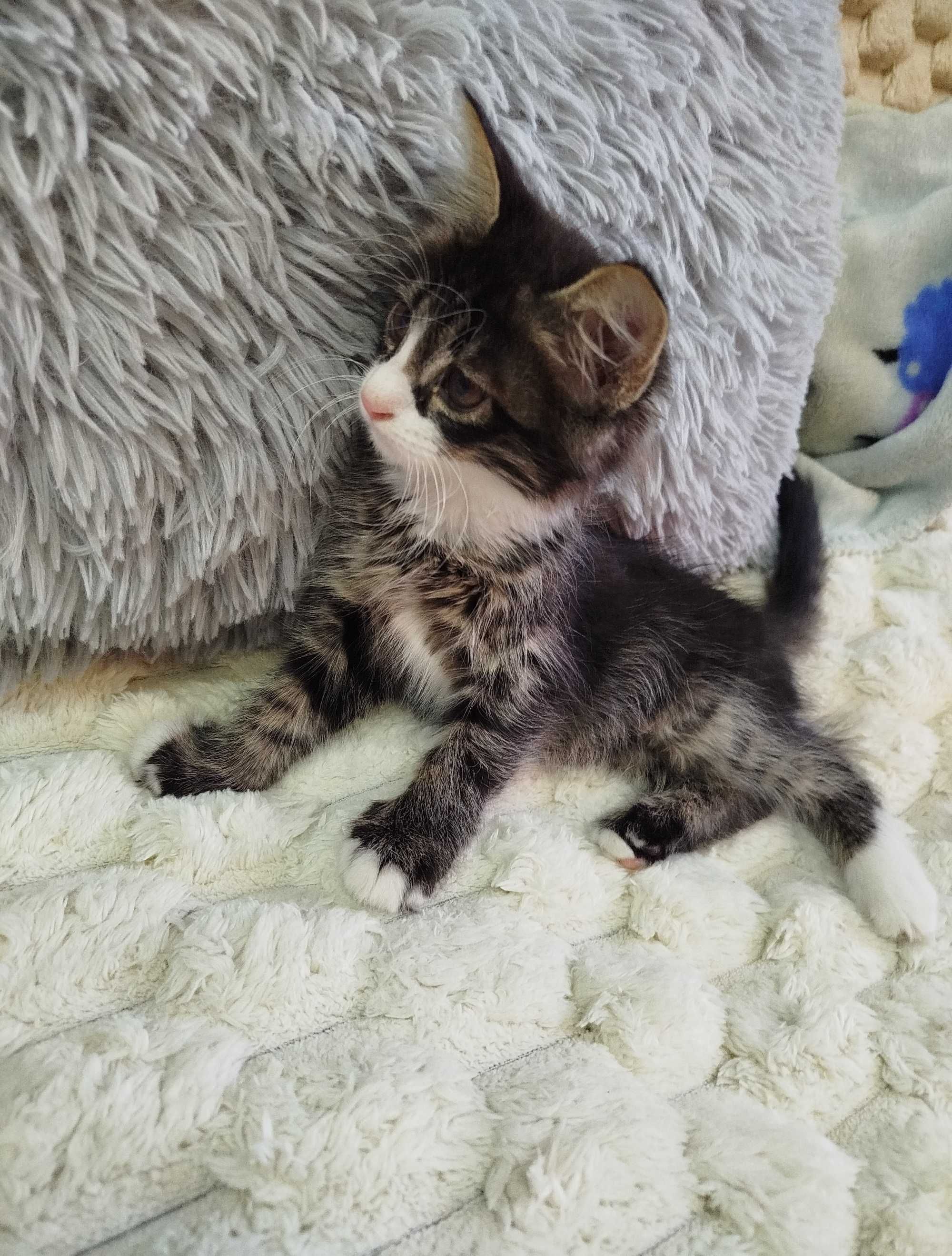 Ищет дом кошечка