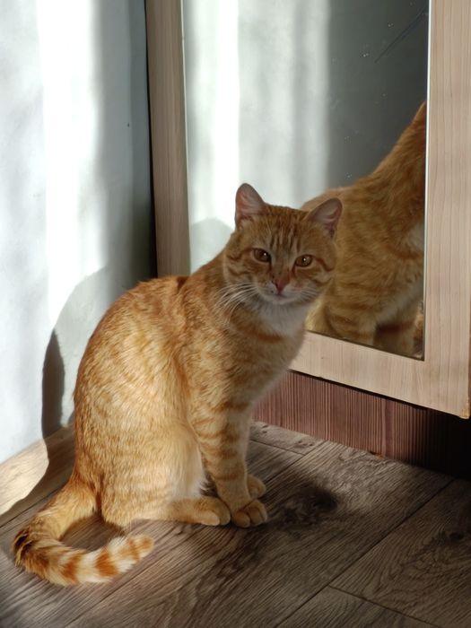 Пропал котик "Персик"