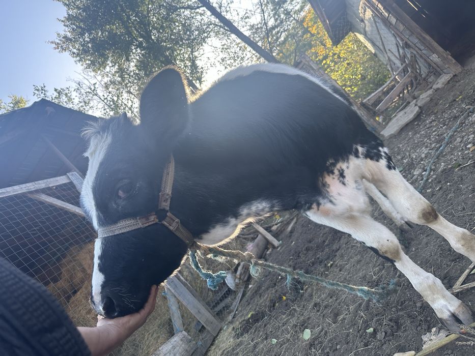 Se vinde pret 4300 lei negociabil