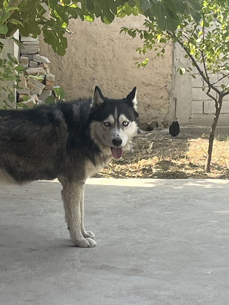 Siberian  Husky