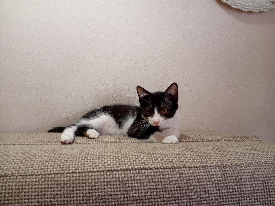 Котёнок в добрые руки