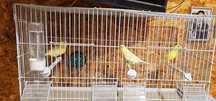 Canari Roller Harz