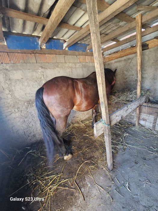 Cal de vanzare are 5 ani