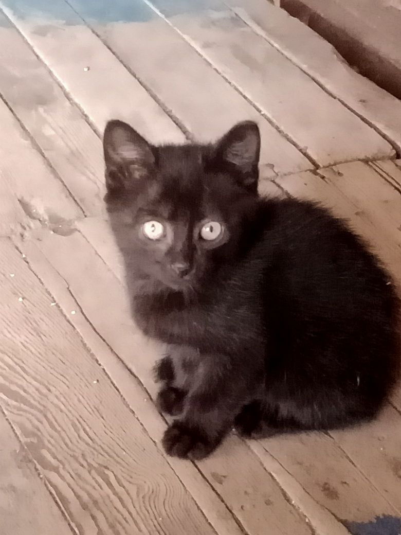 Отдам черную кошечку